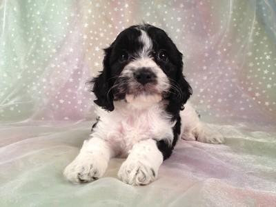 Female Black and White Cockapoo Puppy for sale #10